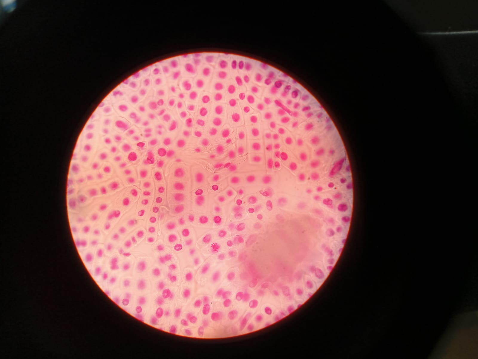 Microbiology Department